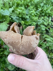 Peziza