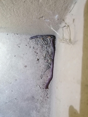 Rhinotyphlops lalandei