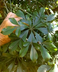 Cussonia