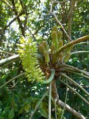 Cussonia