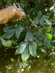 Cussonia