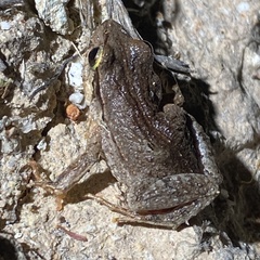 Crinia pseudinsignifera