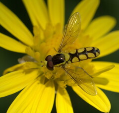 Allograpta calopus