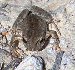 Crinia pseudinsignifera