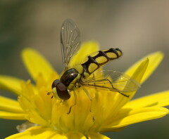 Allograpta calopus