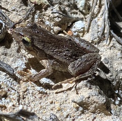 Crinia pseudinsignifera