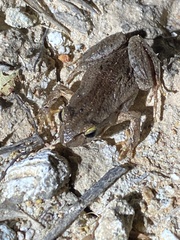 Crinia pseudinsignifera