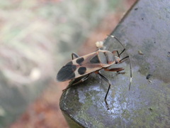 Physopelta gutta gutta