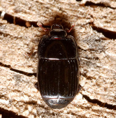 Platysoma compressum