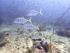 Caranginae