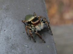 Carrhotus xanthogramma