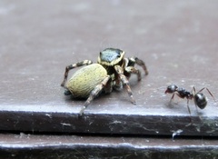 Carrhotus xanthogramma