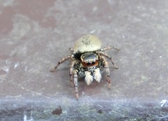 Carrhotus xanthogramma