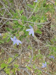 Megalochlamys revoluta