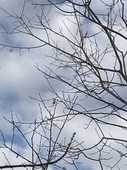 Callosamia promethea