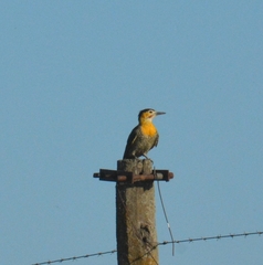 Colaptes campestris campestroides