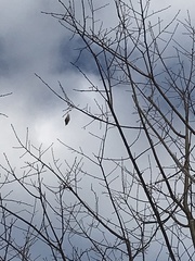 Callosamia promethea