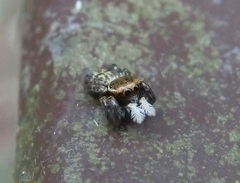 Carrhotus sannio