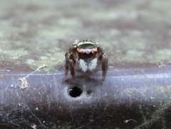 Carrhotus sannio