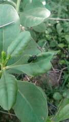 Pachylostictinae