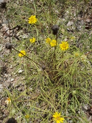 Geigeria burkei