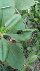 Pachylostictinae