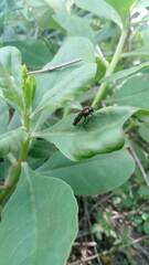 Pachylostictinae