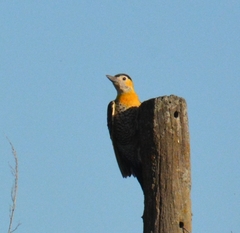 Colaptes campestris campestroides