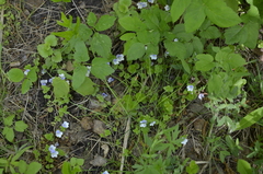 Veronica filiformis