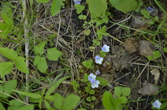 Veronica filiformis