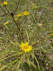 Geigeria burkei