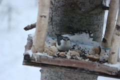 Sitta europaea asiatica