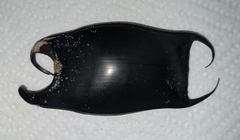 Rostroraja eglanteria