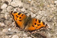 Nymphalis xanthomelas