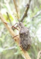 Coenomorpha nervosa