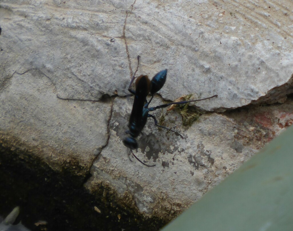 Chalybion laevigatum