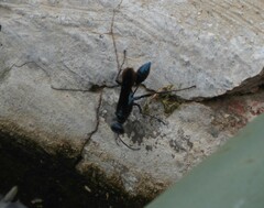 Chalybion laevigatum