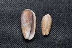 Oliva mustelina