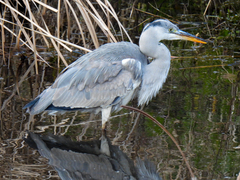 Ardea cinerea