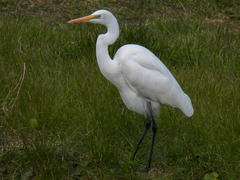 Ardea alba