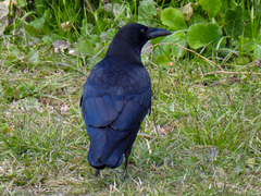 Corvus corone