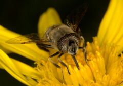 Eristalinus haplops