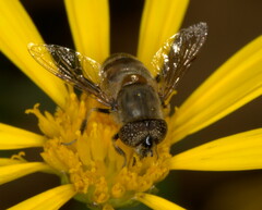 Eristalinus haplops