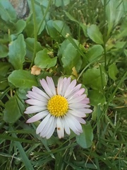 Bellis perennis