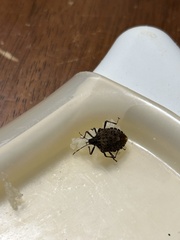 Halyomorpha halys