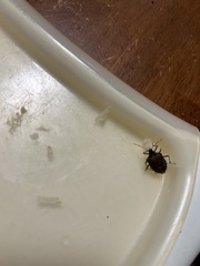Halyomorpha halys