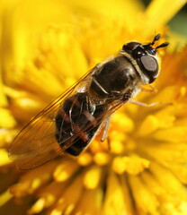 Betasyrphus intersectus