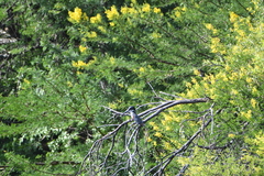 Megaceryle maxima maxima