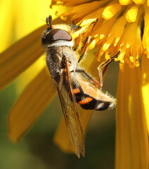 Betasyrphus intersectus