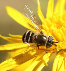 Betasyrphus intersectus